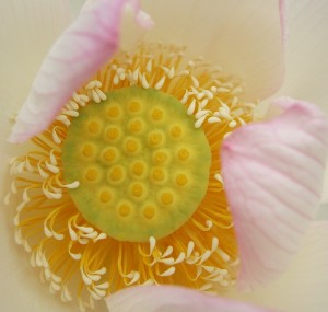  Lotus © Joan Z. Rough