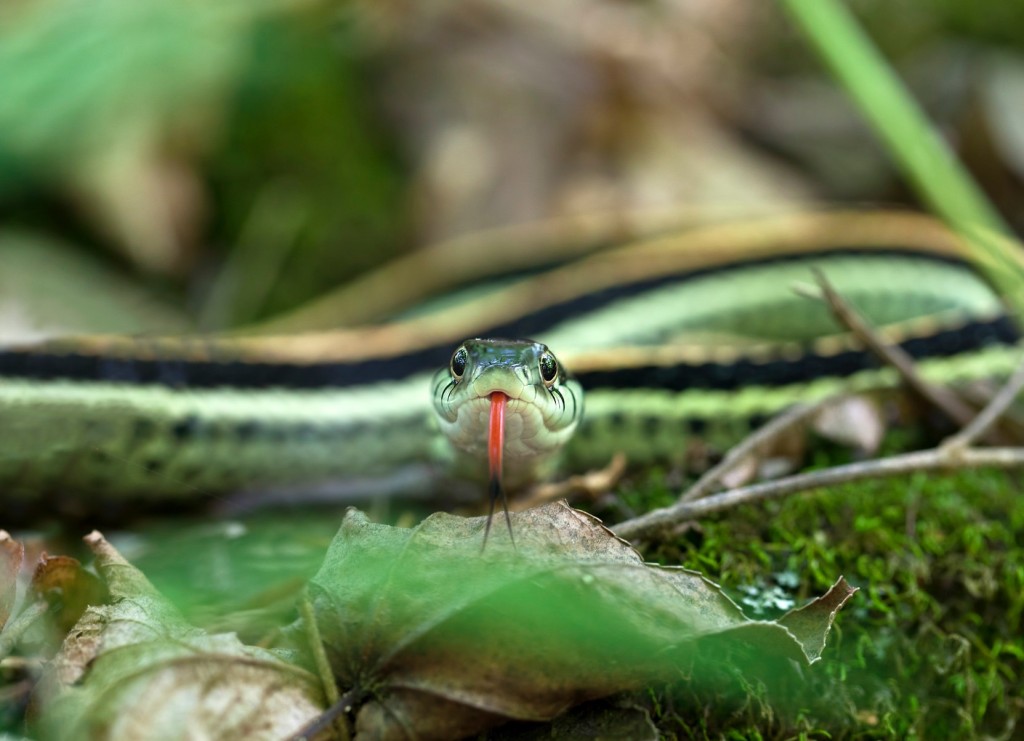 A close up shot of a Western Ribbon Snake 
