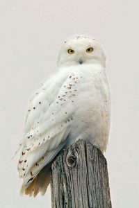 Joans-Owl-1